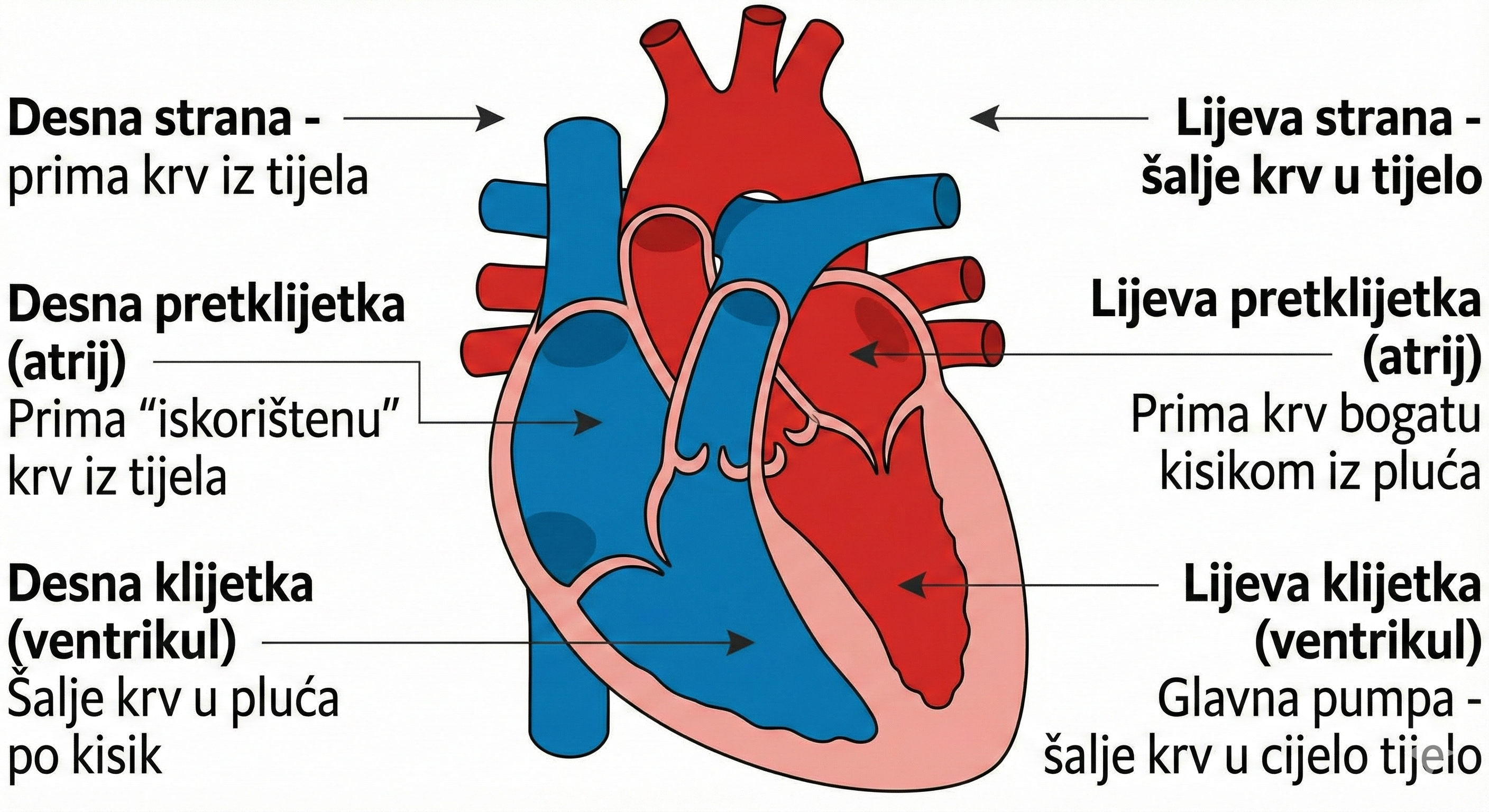 Shema četiri šupljine srca - pretklijetke i klijetke
