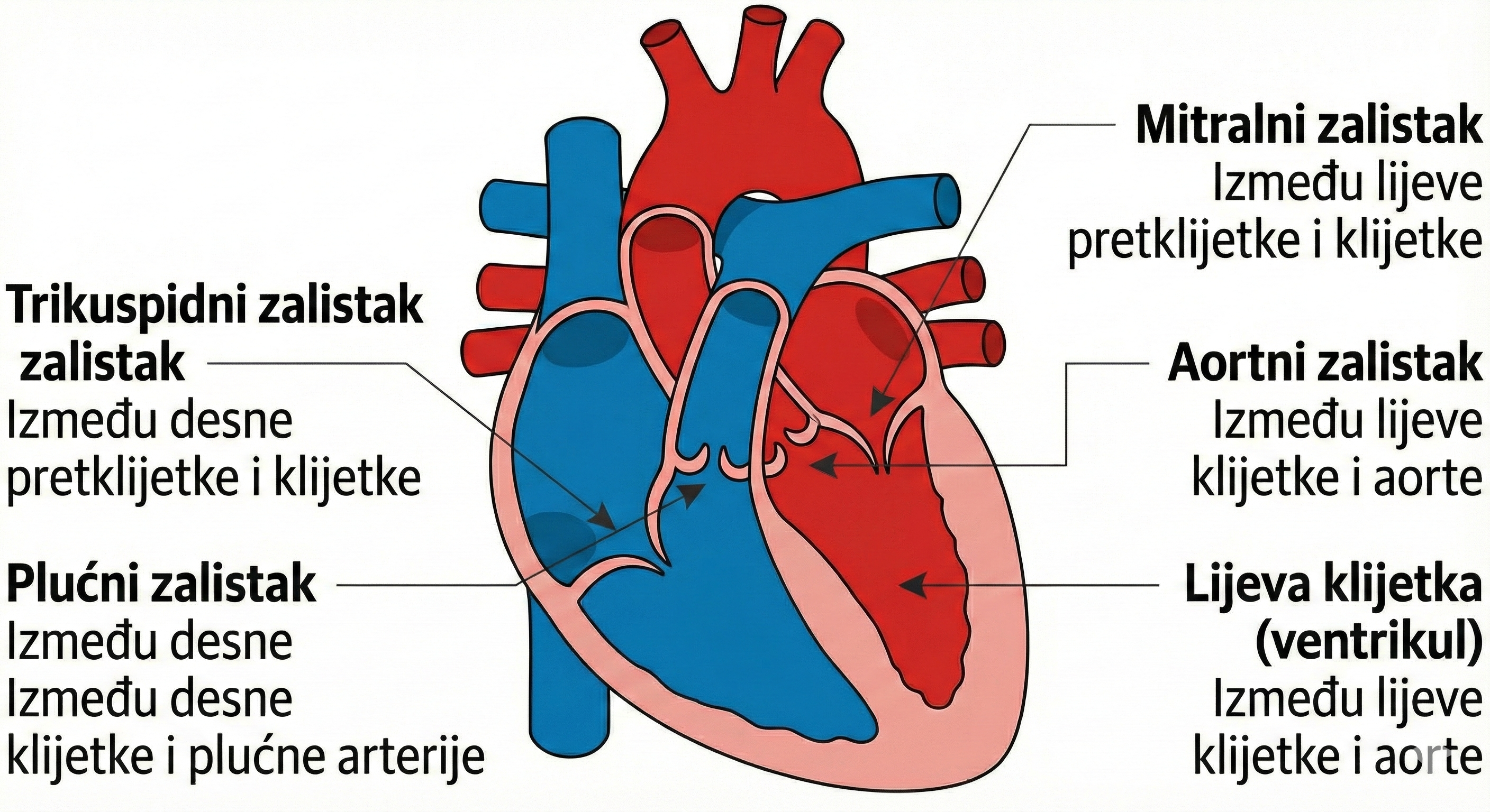 Shema četiri srčana zaliska