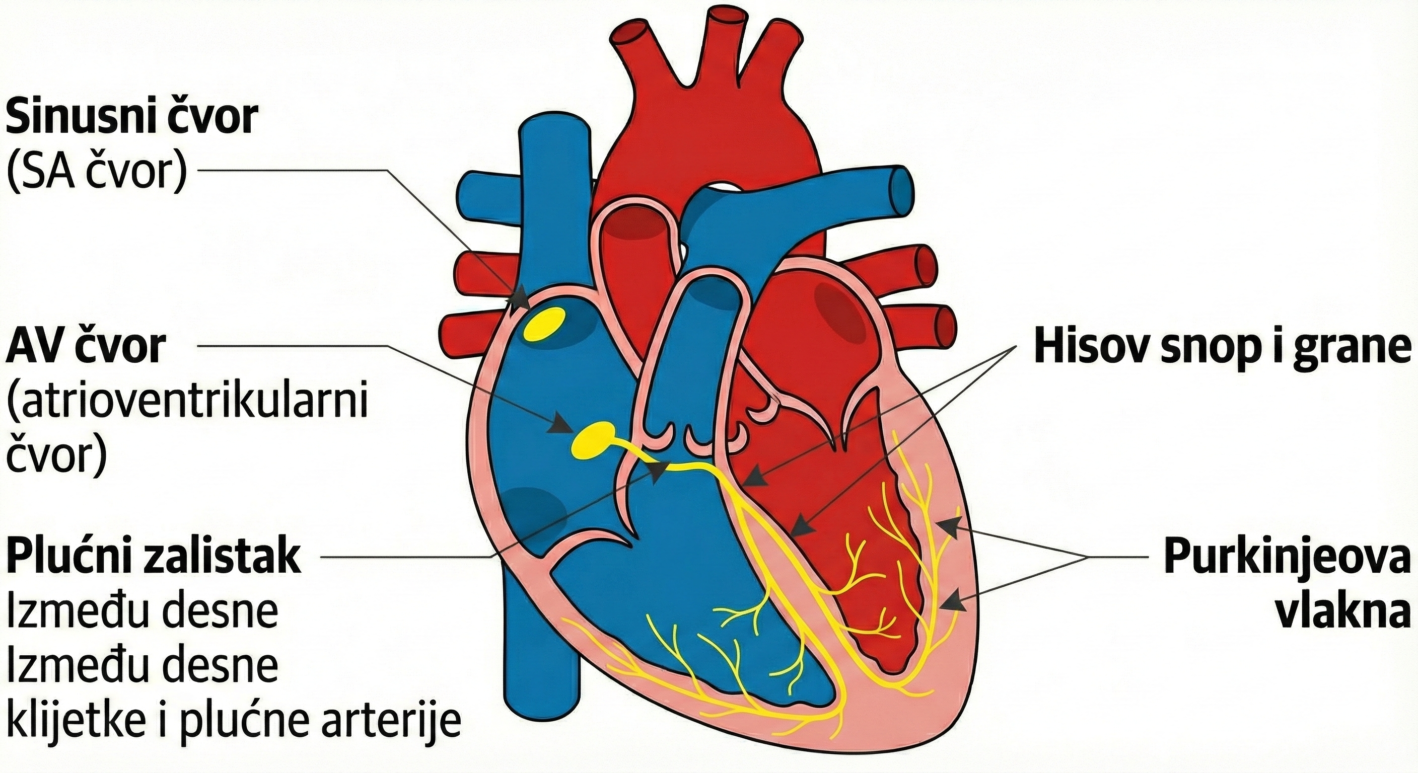 Shema električnog provodnog sustava srca